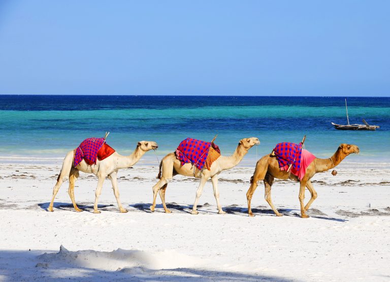 Camels walking each other Diani Beach, Kenya
